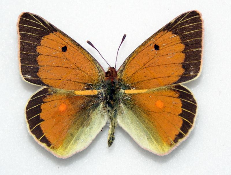 Colias aurorina (aberration, radiant veins) (Internet Image property of respective owner, non-commercial use only)